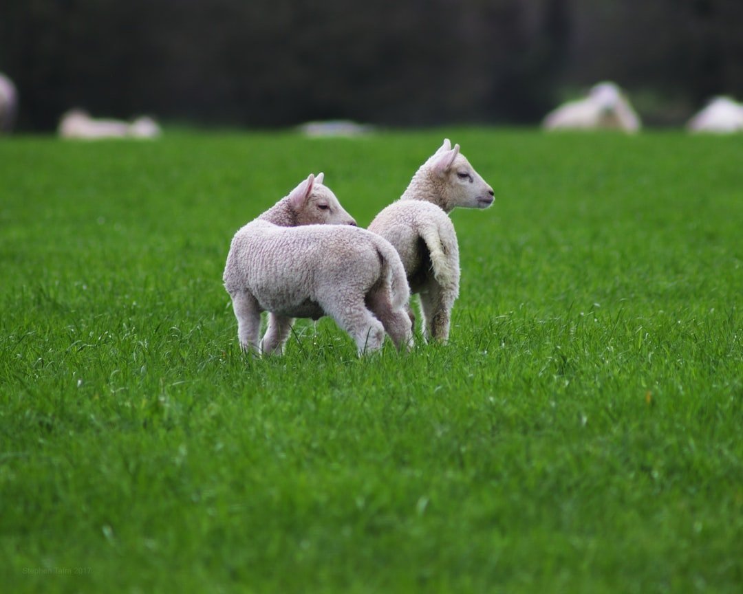 Lambs Wool Toe Pad Traditional Bulk Natural