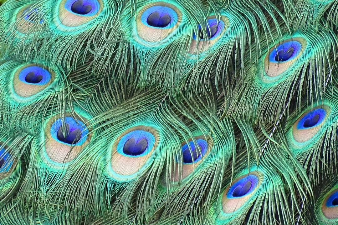 Peacock Fan Veil Feather Pattern Theatrical Belly Dance